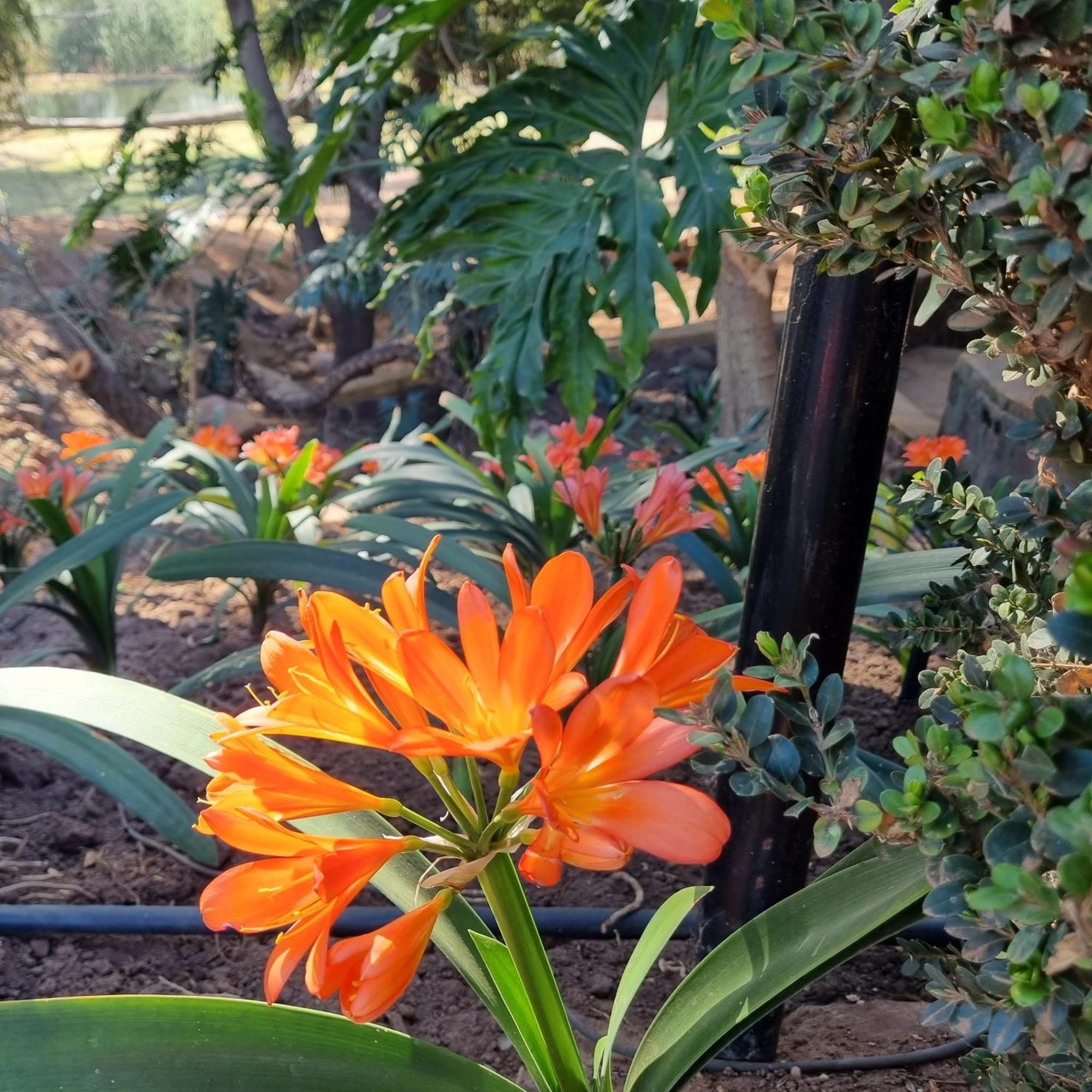 Bass Lake Country Lodge Pretoria-Noord Kültér fotó